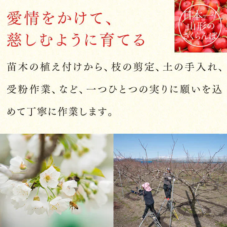 早期予約 さくらんぼ 山形県産 佐藤錦 Lサイズ ご家庭用 200g×2フードパック バラ詰め