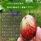 【9月上旬順次発送】送料無料 岡山産 ピオーネ 2キロ 訳あり 3-5房入 ぶどう プレゼント お祝い ギフト
