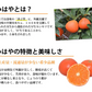 みはや みかん 送料無料 秀品 2kg 希少品種 美早 熊本県産 蜜柑 早生みかん ミカン