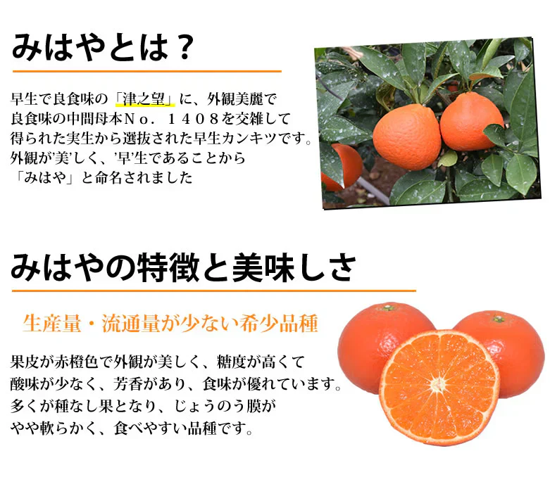 みはや みかん 送料無料 秀品 2kg 希少品種 美早 熊本県産 蜜柑 早生みかん ミカン