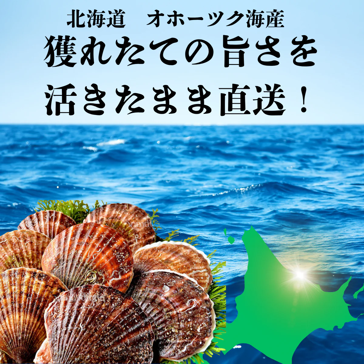 【殻付き・生きたままお届け】北海道産 活ホタテ1Kg