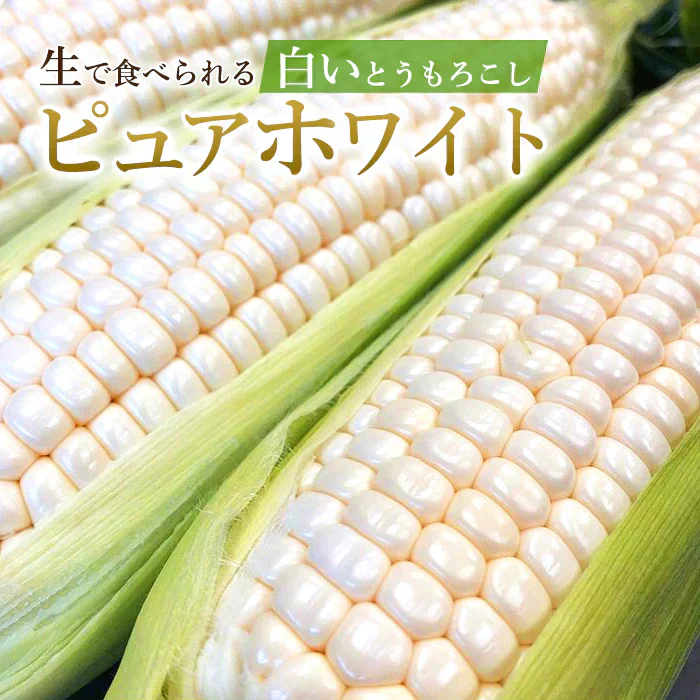 【6月上旬発送】ピュアホワイト 約2キロ 5-8本入り 香川産 朝採り