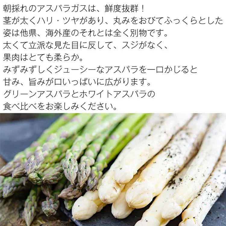 ホワイトアスパラガス 北海道 朝採れ 1kg 食べ比べ ホワイトアスパラ 500g グリーンアスパラ 500g 羊蹄山 産地直送 冷蔵便 同梱不可 指定日不可 産直