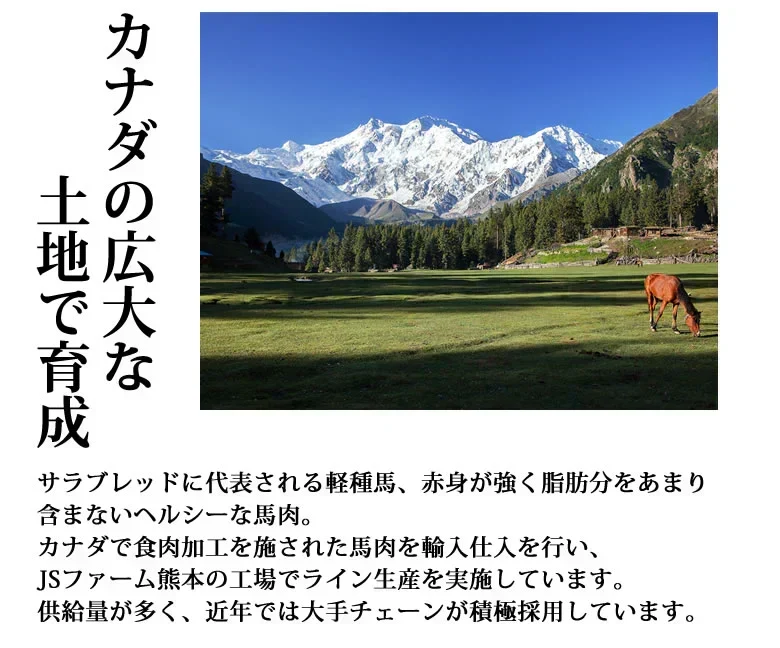 馬刺し 5種 盛り合わせセット 赤身 霜降り フタエゴ バラヒモ たてがみ 送料無料 5人前 250g カナダ産国内肥育 馬刺 熊本直送 ギフト 馬肉 お取り寄せ 肉