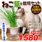 猫草 水耕栽培 ねこ草栽培セット（10回分）種20g ジフィ10個 容器2個[発送は翌年1月～となります。]