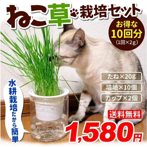 猫草 水耕栽培 ねこ草栽培セット（10回分）種20g ジフィ10個 容器2個[発送は翌年1月～となります。]