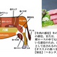 500g 3人前 仙台牛希少部位「ザブトン」 焼肉用