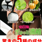 【24時間モデル・お得2個セット】 本気ダイエット 短期集中-10kg  ダイエット専用 サプリメント くびれ美人 痩せない方の為のサプリ むくみ ダイエット効果 サプリ 減量 激やせ 激減 痩せる やせる 燃やす 短期減量 短期ダイエット スリムサポート 美ボディダイエットサプリメント 生酵素 酵素 燃焼 燃焼系 コレウスフォルスコリ フォルスコリン フォルスコリ おすすめ 人気 ランキング 効果 強力 最強 国産サプリ