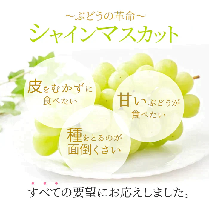 【9月上旬順次発送】送料無料 岡山産 シャインマスカット 晴王 訳あり 1房600グラム ぶどう ギフト お供え プレゼント 贈り物 お土産 シャインマスカット晴王