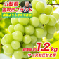 シャインマスカット 【山梨 笛吹市産】約1.2kg （2房） 1房 約500-700g 産地直送 高糖度 大粒 皮ごと ステビア農法 ぶどう マスカット 果物 フルーツ 冷蔵 ギフト 産直 敬老の日 お中元
