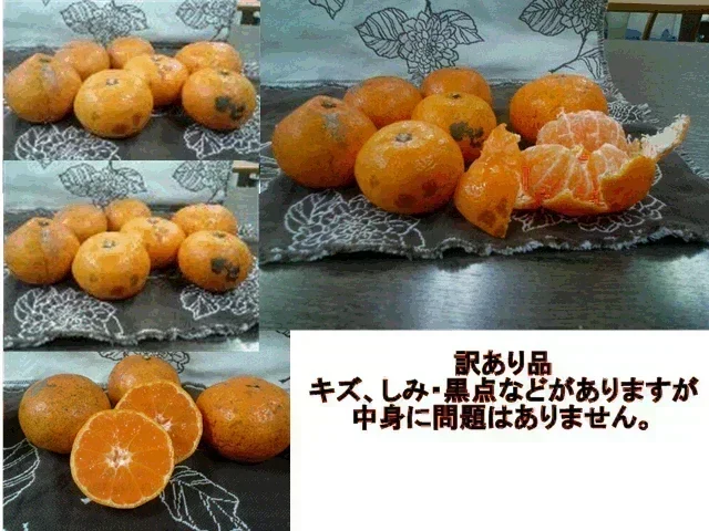【11月上旬頃～12下旬頃順次発送】しおみかん  5kg みかん 熊本産 訳あり ご家庭用 80サイズ