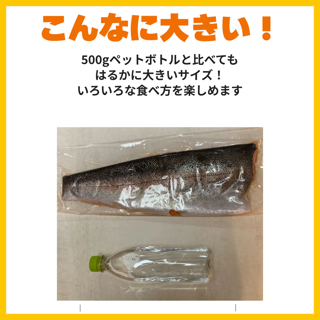 お刺身サーモン フィレ1枚(750g以上) トラウトサーモン 生食用