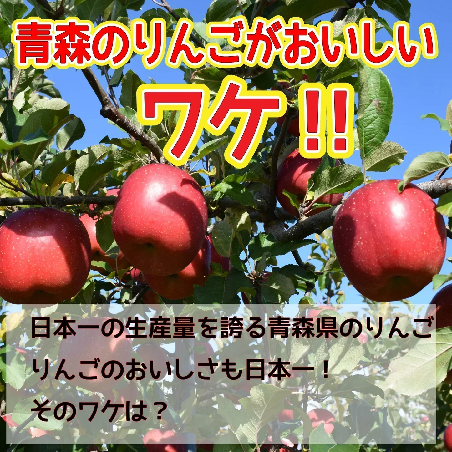 クール便　青森県産　訳あり　りんご　スマートフレッシュ！　有袋ふじ　22-46玉　10kg　　送料無料！