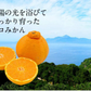 【本場熊本県産】デコみかん 訳あり 1.5kg 送料無料 不知火 みかん ミカン 熊本県産 訳あり デコポン と同品種 くまもと風土 ≪1-5営業日以内に発送予定（土日祝除く）≫