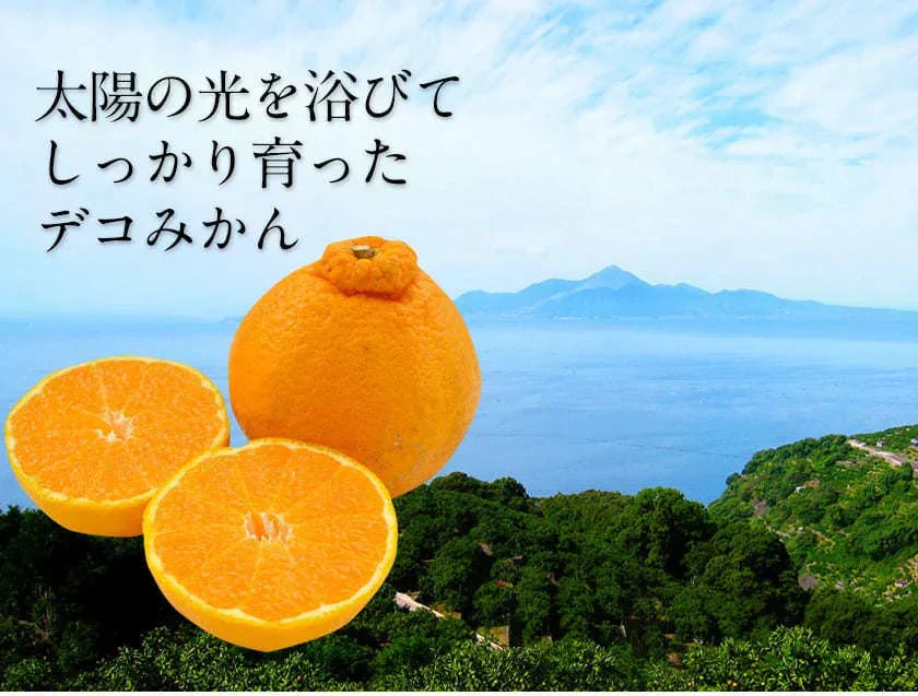 【本場熊本県産】デコみかん 訳あり 1.5kg 送料無料 不知火 みかん ミカン 熊本県産 訳あり デコポン と同品種 くまもと風土 ≪1-5営業日以内に発送予定（土日祝除く）≫