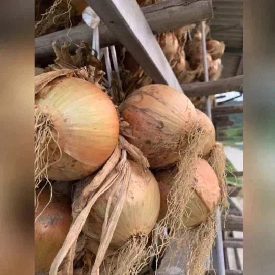 訳訳あり玉ねぎ5kg🧅シャーロットオニオン🧅淡路島極熟玉葱🧅送料無料 たまねぎ タマネギ