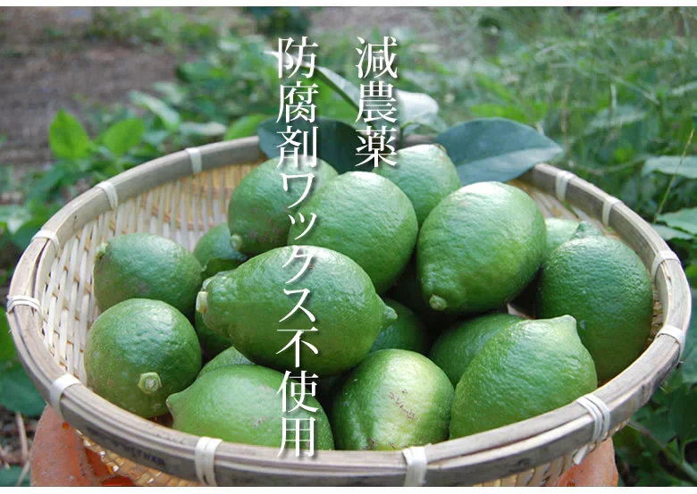 【9月下旬～10月上旬頃より順次出荷】レモン 国産レモン 送料無料 4kg 2S～L  熊本県産 減農薬 防腐剤ワックス不使用 れもん グリーンレモン 国産