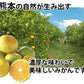 みかん 訳あり 送料無料 1.5kg  熊本みかん 熊本県産 極早生みかん 蜜柑 ミカン