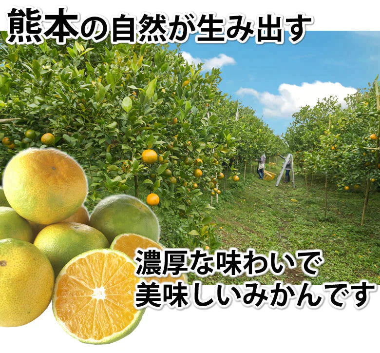 みかん 訳あり 送料無料 1.5kg  熊本みかん 熊本県産 極早生みかん 蜜柑 ミカン