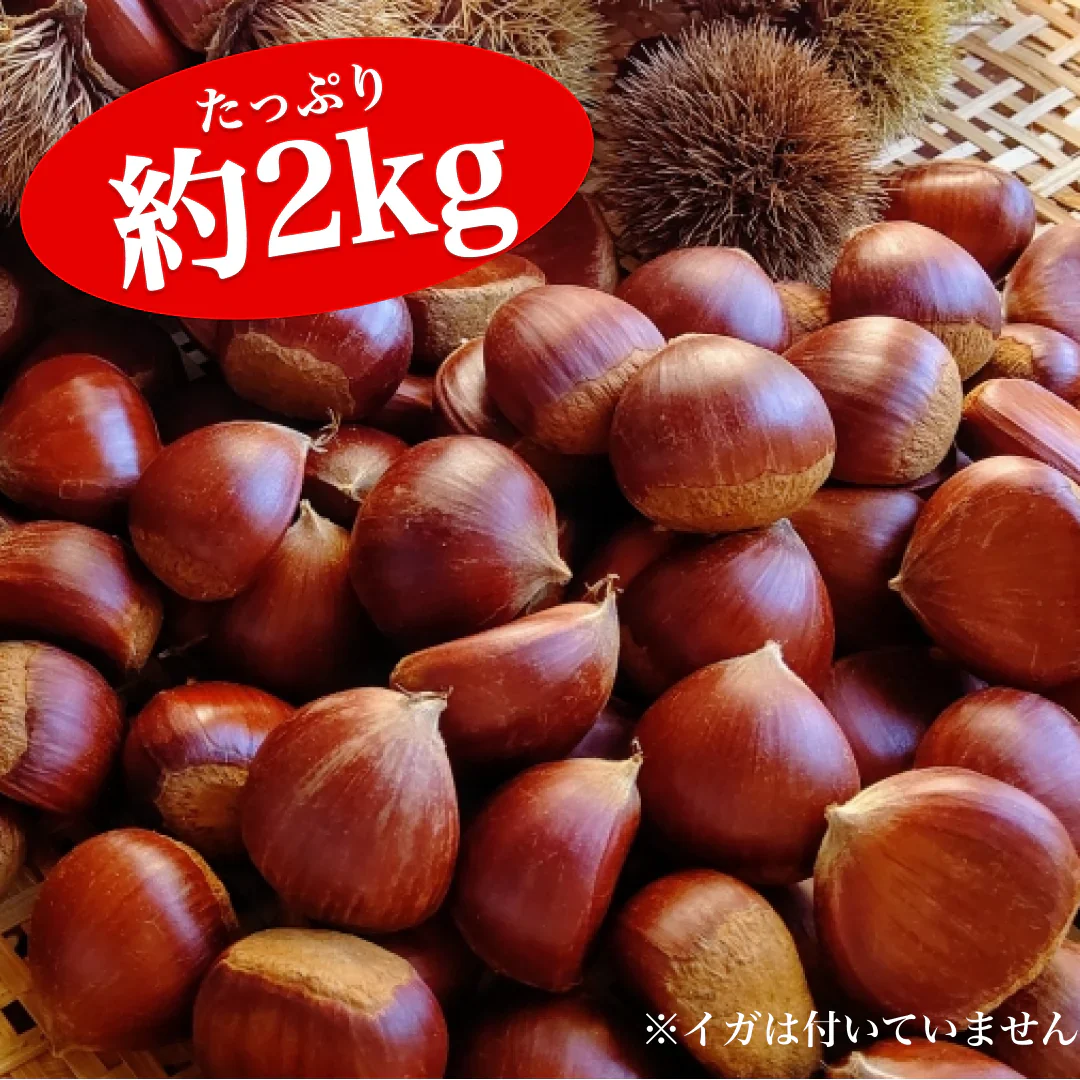 和栗 訳あり 1箱(2kg) L〜2Lサイズ 熊本産 クール便【ゲリラセール】60サイズ