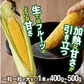 農家直送！メロンより甘い！博多あまっコーン4.5㎏（約12本）（冷凍）