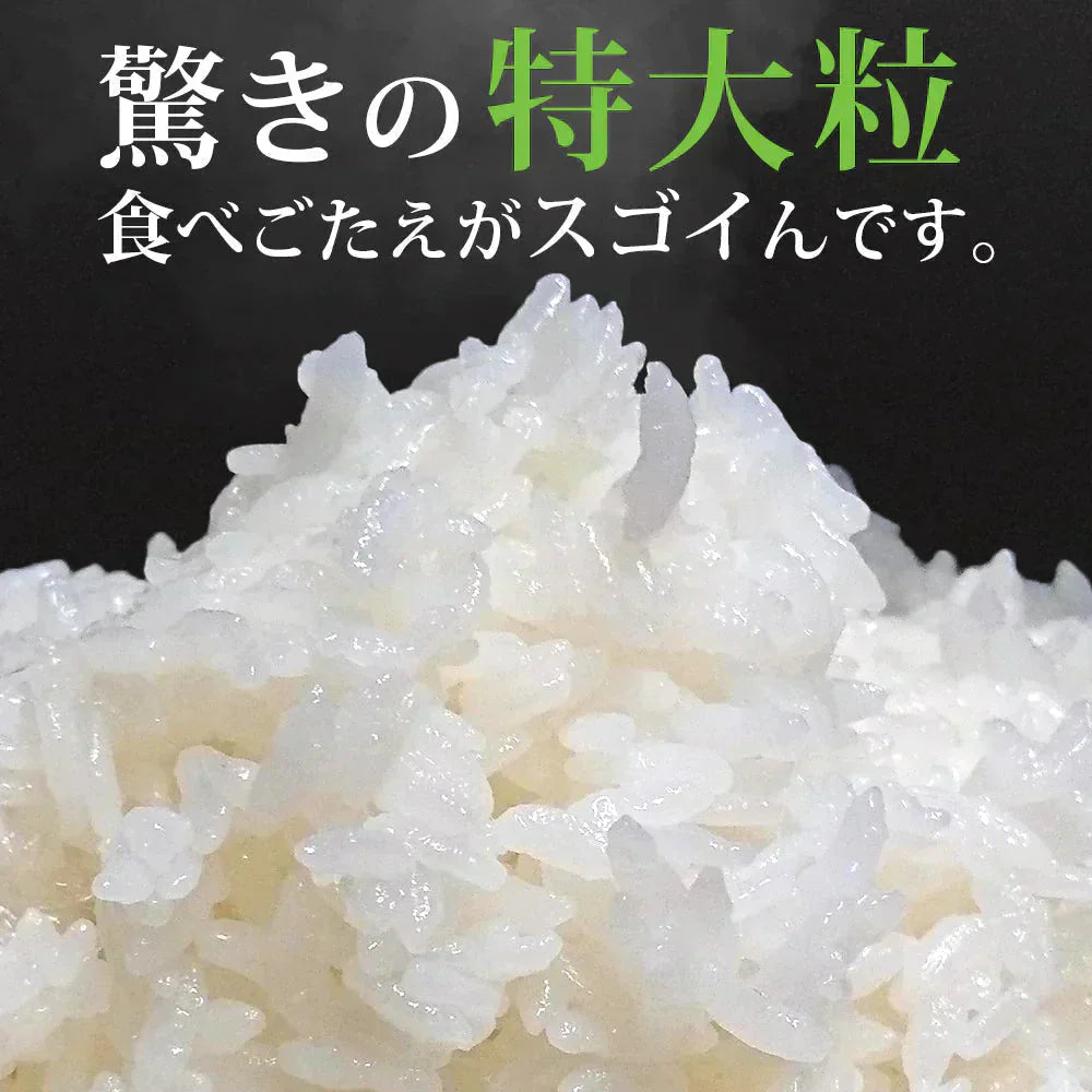雪若丸 玄米 5kg 山形県産 令和7年産 送料無料 米 5キロ こめ コメ お米 新米 お米5kg 雪若丸5kg 雪若丸5キロ