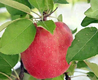 青森県産 訳あり 葉とらず ふじ りんご 約15kg※11月下旬よりご予約順に発送【指定日不可】