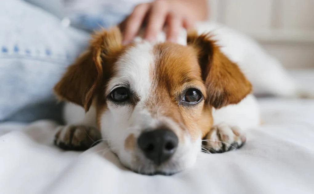 メディムース 犬用腎臓サポート 6個セット ジャパンペットコミュニケーションズ ドッグフード ムース状 グレインフリー 日本製 シニア犬【メール便送料無料】