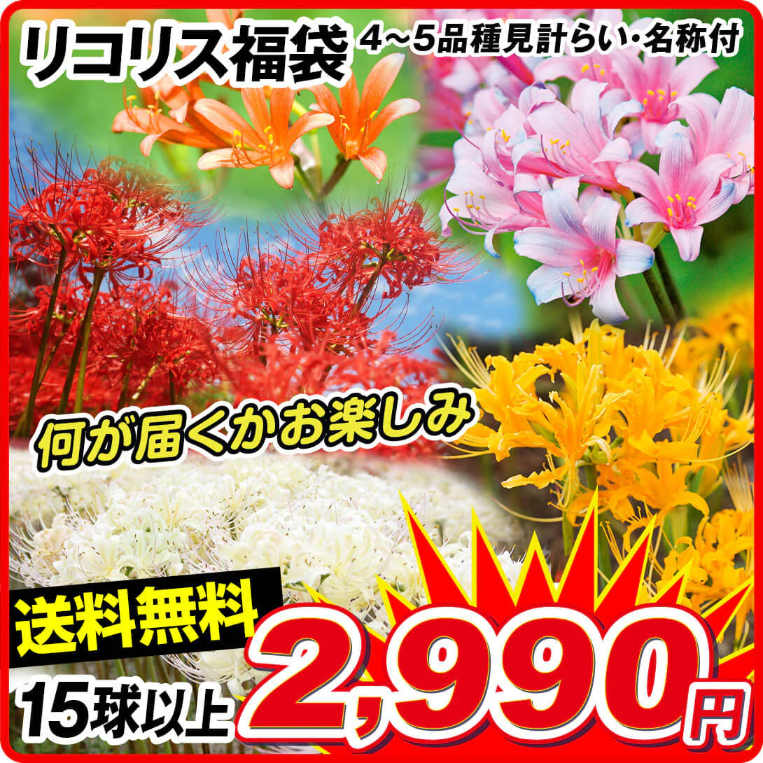リコリス福袋 15球以上(4-5品種見計らい・名称付)[発送は翌年1月～となります。]