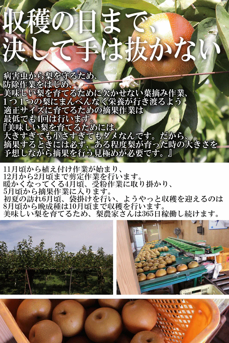福島県産　梨　なし　5kg箱　★秀品★品種おまかせ