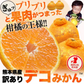 本場熊本産 訳あり デコみかん 送料無料 1.5kg 不知火 みかん ミカン 熊本県産 訳あり デコポン と同品種 熊本 柑橘  7-14営業日以内に発送予定(土日祝除く)