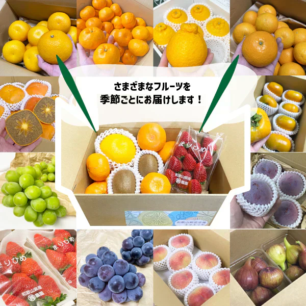国産 フルーツ詰め合わせ ３種類以上 旬フルーツ 和歌山県産 詰め合わせ セット ギフト 贈答