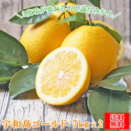 みかん　宇和島ゴールド　７ｋｇ２箱　ｆゴ０７０２　家庭用　河内晩柑　ゴールド　愛南ゴールド　美生柑　夏文旦　宇和ゴールド　フレッシュつちやま　吉田みかん　愛媛　吉田　宇和島　青果　果物　ミカン　蜜柑　柑橘　フルーツ　送料無料　訳あり