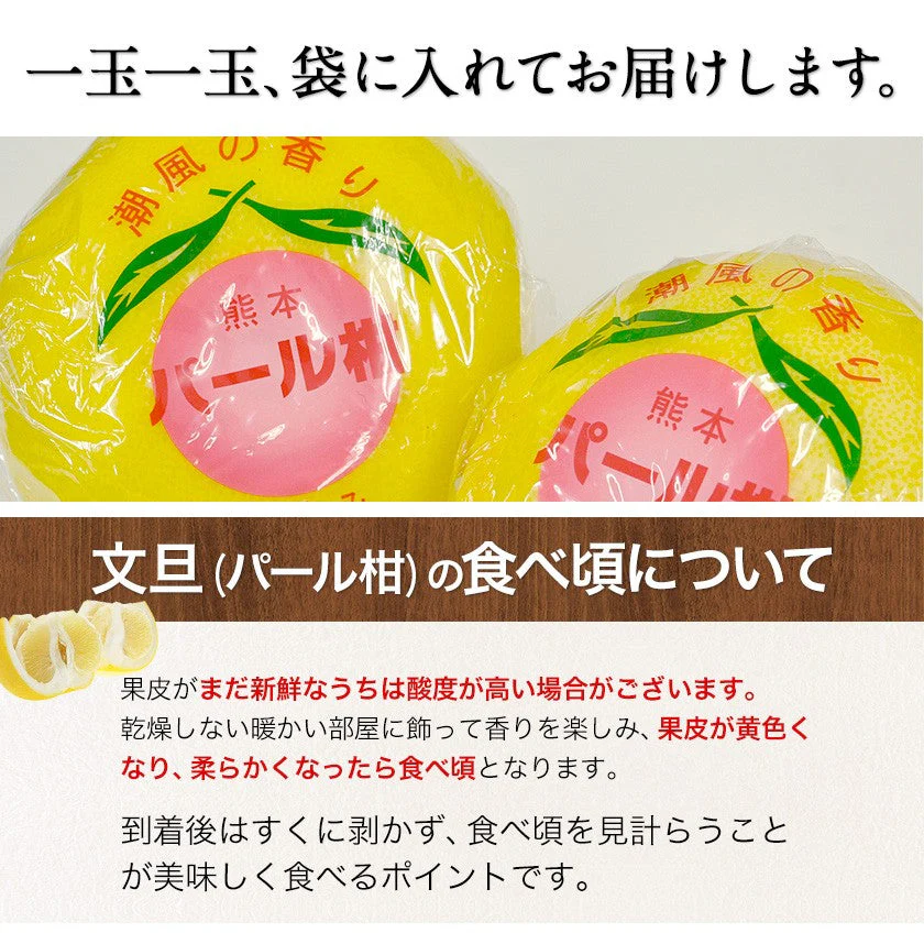 【熊本コレクション】天草文旦 パール柑 ギフト 約3kg前後 送料無料 4L-3L / 5-6玉入 贈答用 御年賀 寒中見舞い 果物 フルーツ 12月上旬-12月末頃より発送予定