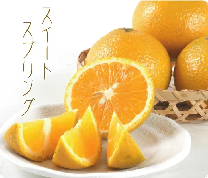 みかん 熊本産 スイートスプリング 10kg ご家庭用 (発送予定：2027年1月下旬より)