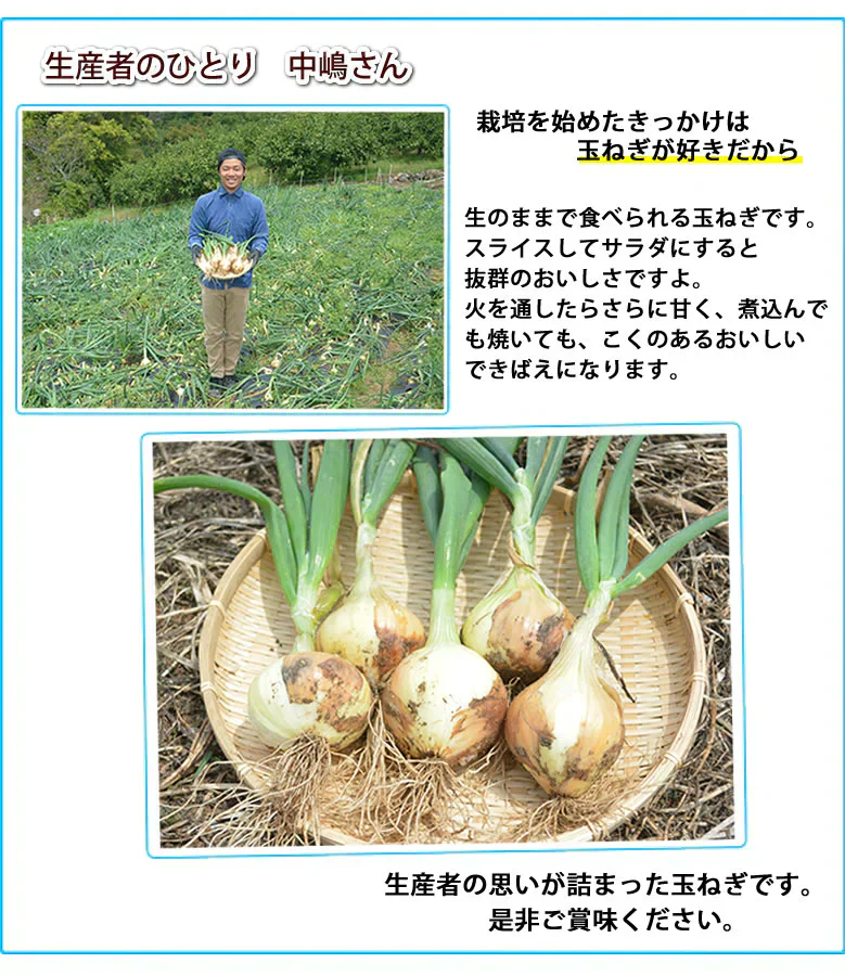 玉ねぎ サラダ玉ねぎ 訳あり 送料無料 10kg 箱込 (内容量9kg+不良補償分500g)  2S〜3L 熊本県産 お取り寄せ お取り寄せグルメ 玉葱 たまねぎ 野菜