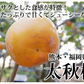 【10月下旬～11月上旬頃より順次出荷】太秋柿 柿 訳あり 送料無料 約3kg 熊本・福岡県産 お取り寄せ フルーツ 太秋 たいしゅうがき 甘柿 かき カキ