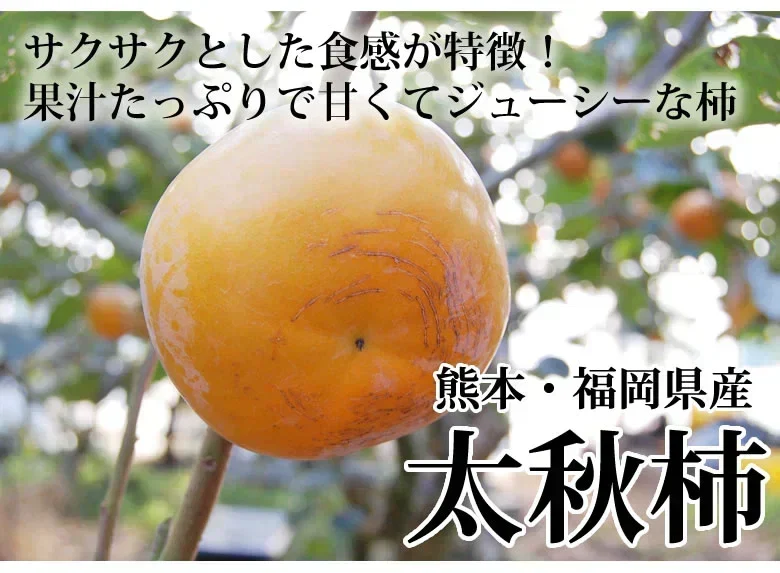 【10月下旬～11月上旬頃より順次出荷】太秋柿 柿 訳あり 送料無料 約3kg 熊本・福岡県産 お取り寄せ フルーツ 太秋 たいしゅうがき 甘柿 かき カキ