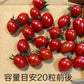 【10営業日以内に順次発送】家族の笑顔が広がる完熟ミニトマト「トマランタン」250g  （150g＋補償分100g）（補償分以上の不良は交換対応可能）　最低230g保証【カウシェファーム収穫対象商品】