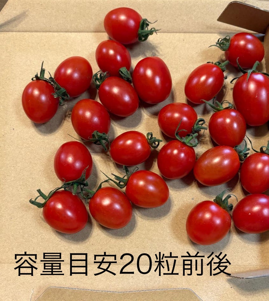 【10営業日以内に順次発送】家族の笑顔が広がる完熟ミニトマト「トマランタン」250g  （150g＋補償分100g）（補償分以上の不良は交換対応可能）　最低230g保証【カウシェファーム収穫対象商品】