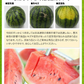 すいか 熊本県産 送料無料 訳あり スイカ 熊本すいか 1玉 S〜Mサイズ 4kg以上 果物 フルーツ 旬 食品 7-14営業日以内に出荷予定(土日祝日除く)