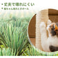 当日発送 キャットタワー 据え置き型 猫タワー 猫ハウス 爪とぎ ハンモック 広いハウス おしゃれ 猫 猫用 ねこ 上りやすい 天然サイザル