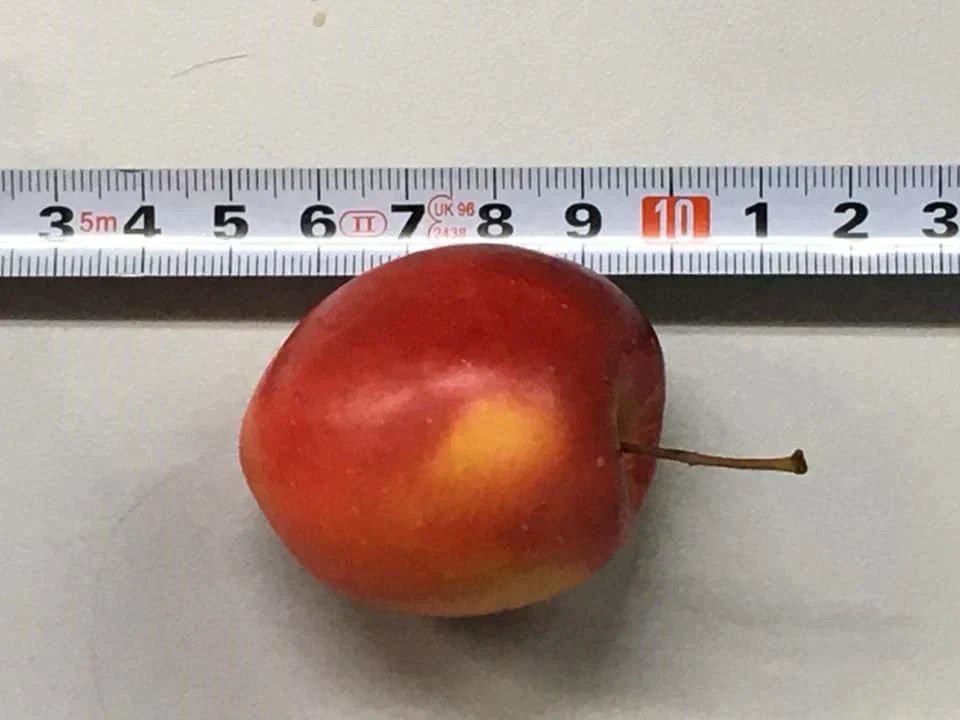 青森りんご ミニふじあおもり乙女 小さくかわいいリンゴ食べきりサイズ