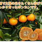ポンカン 愛媛 箱買い 5kg 送料無料 ご家庭用 サイズミックス みかん 蜜柑 産地直送 愛媛県産 YDF-002