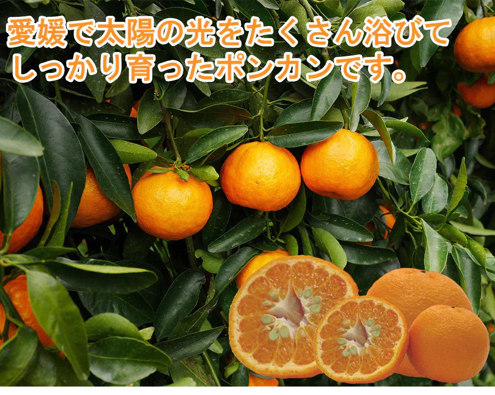 ポンカン 愛媛 箱買い 5kg 送料無料 ご家庭用 サイズミックス みかん 蜜柑 産地直送 愛媛県産 YDF-002