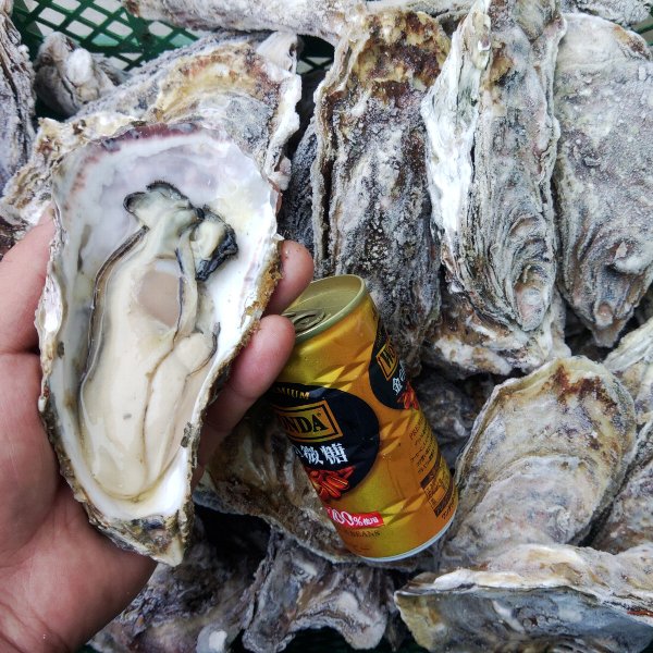 デカい牡蠣 殻付き 牡蠣 ３年牡蠣 ３ｋｇ 冷凍便 送料無料！３キロ 宮城県産 殻付き牡蠣 殻付き 松島牡蠣屋  殻付 カキ 加熱用 松島牡蠣屋 無選別牡蠣 牡蛎 ＢＢＱ バーベキュー食材 海産物 牡蠣通販 「３年牡蠣 ３ｋｇ」【80】