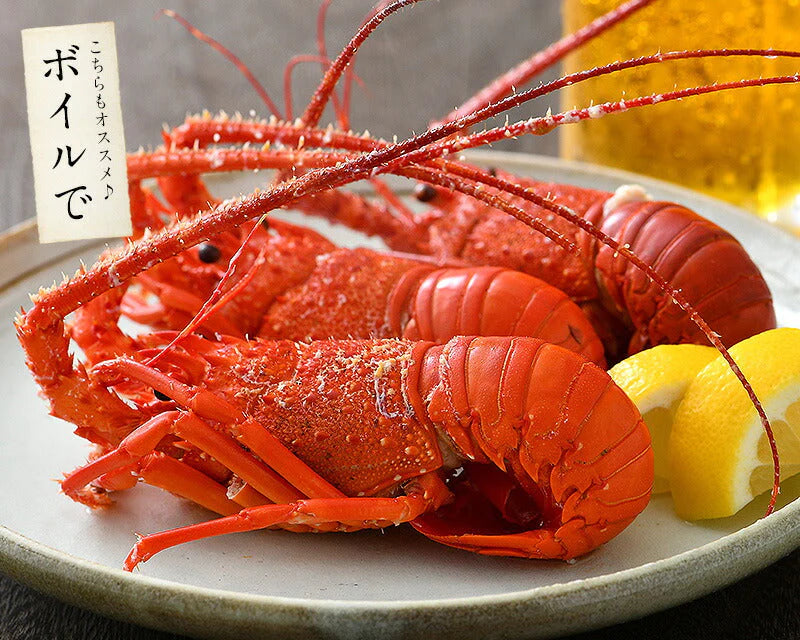 伊勢海老 千葉県産 外房イセエビ 特大サイズ600g×1尾 刺身 冷凍 伊勢エビ 伊勢えび えび エビ 海鮮 魚介 プリプリ 濃厚 グルメ 贈り物 ［送料無料］ 母の日 プレゼント ギフト  母の日思いの 健康 実用的 父の日 子供 孫
