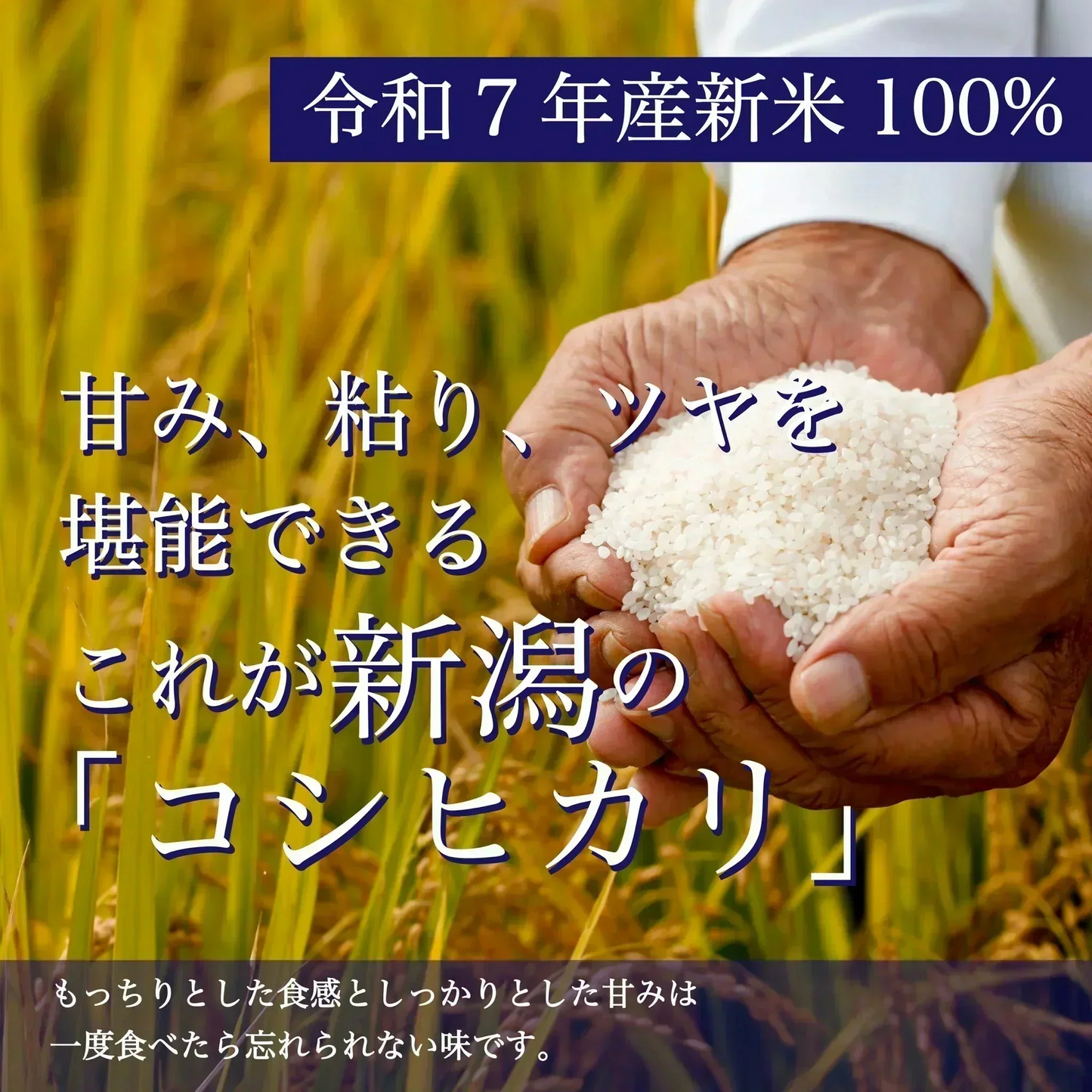 【お届けまで約3週間】「新潟こしひかりブレンド」800g【カウシェファーム収穫対象商品】