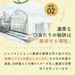 【予約】2027年1月以降より順次発送予定　家族の笑顔が広がる完熟ミニトマト「トマランタン」250g  （150g＋補償分100g）（補償分以上の不良は交換対応可能）　最低230g保証【カウシェファーム収穫対象商品】