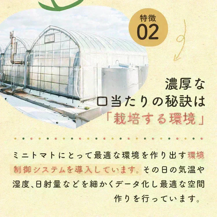 【予約】2027年1月以降より順次発送予定　家族の笑顔が広がる完熟ミニトマト「トマランタン」250g  （150g＋補償分100g）（補償分以上の不良は交換対応可能）　最低230g保証【カウシェファーム収穫対象商品】